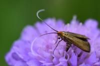 Nemophora metallica