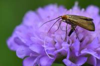 Nemophora metallica