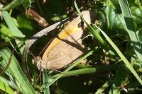 Maniola jurtina