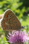 Polyommatus icarus