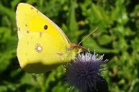 Colias crocea
