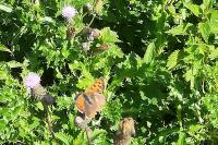 Lycaena phlaeas