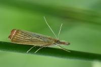 Agriphila straminella