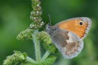 Coenonympha pamphilus