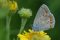 Polyommatus icarus