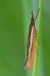 Agriphila tristella