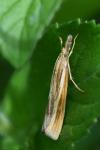 Agriphila tristella