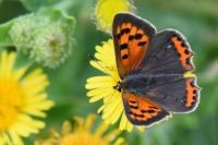 Lycaena phlaeas