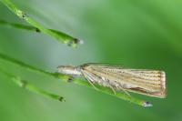 Agriphila straminella