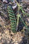 Papilio machaon