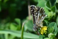 Pyrgus malvae