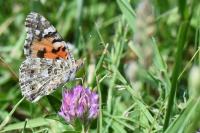 Vanessa cardui
