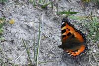 Aglais urticae