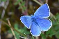 Lysandra bellargus