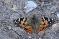 Vanessa cardui