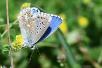 Lysandra bellargus