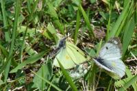 Colias alfacariensis