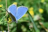 Lysandra bellargus