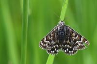 Euclidia mi