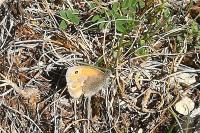 Coenonympha pamphilus