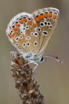 Aricia agestis