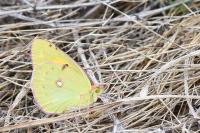 Colias crocea