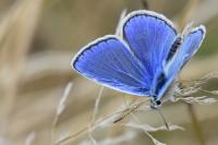 Polyommatus icarus