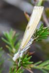 Agriphila inquinatella