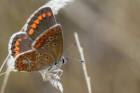 Aricia agestis
