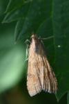 Nomophila noctuella