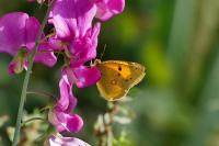 Colias crocea