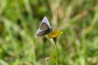 Polyommatus icarus
