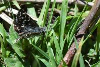 Pyrgus malvae