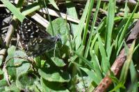 Pyrgus malvae