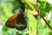 Coenonympha arcania