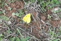 Colias crocea