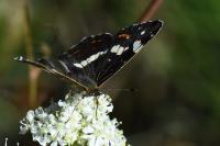 Araschnia levana