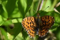 Boloria dia