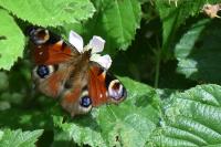 Aglais io
