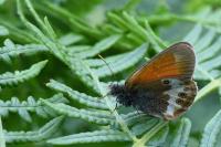 Coenonympha arcania