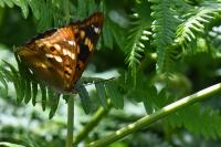 Apatura ilia