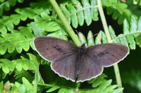 Aphantopus hyperantus