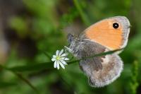 Coenonympha pamphilus