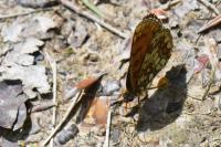Melitaea athalia