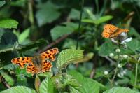 Polygonia c-album