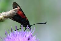 Zygaena trifolii