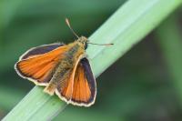Thymelicus sylvestris