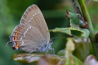 Satyrium ilicis