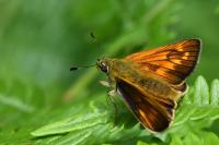 Ochlodes sylvanus