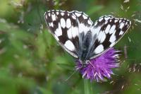 Melanargia galathea